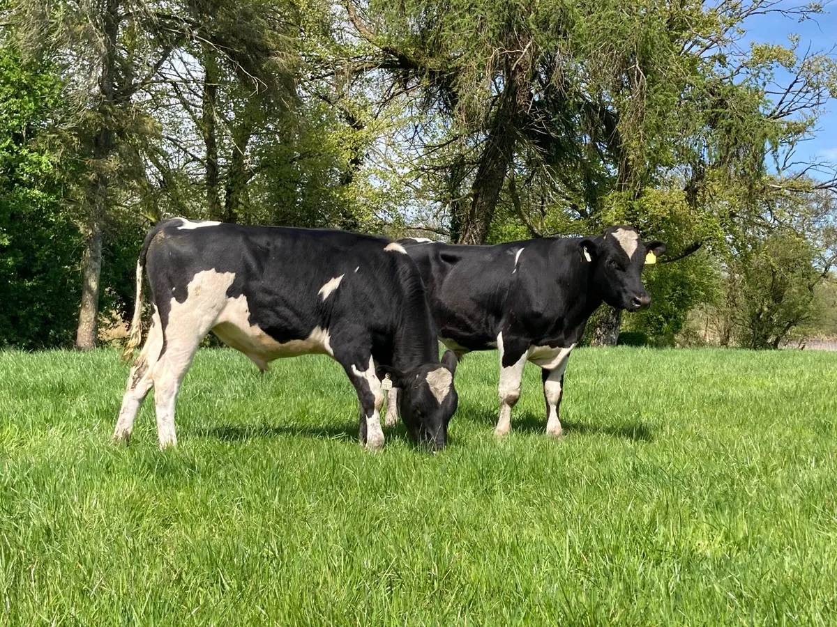 PBR Bulls - Image 2