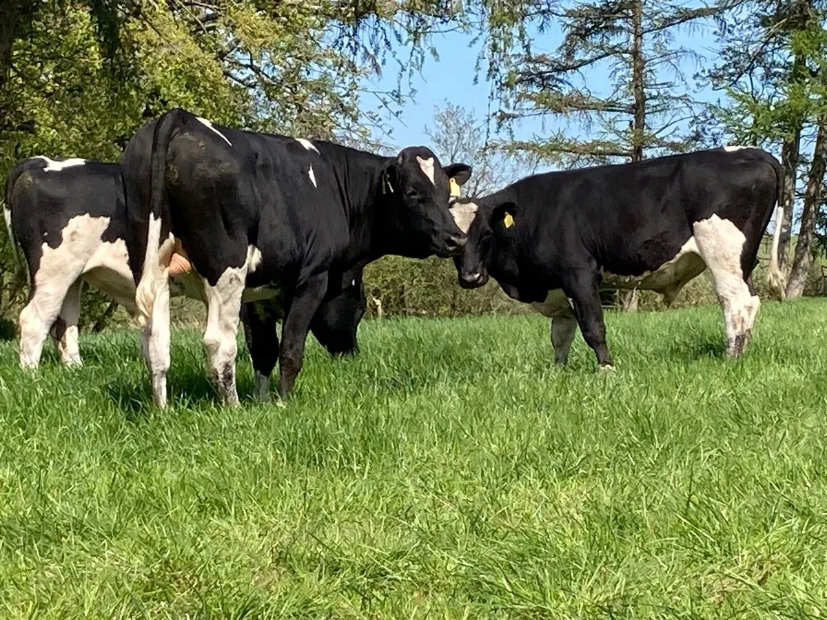 PBR Bulls - Image 3