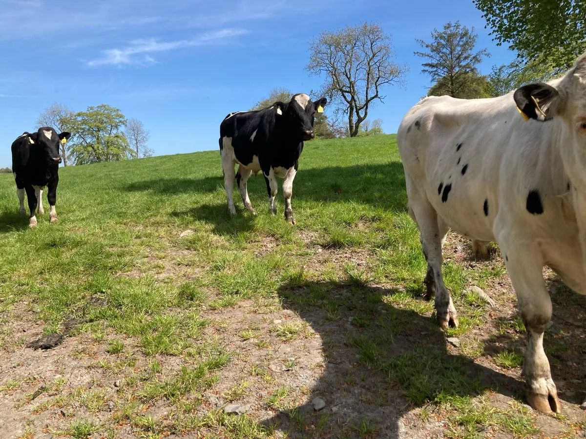 PBR Bulls - Image 4