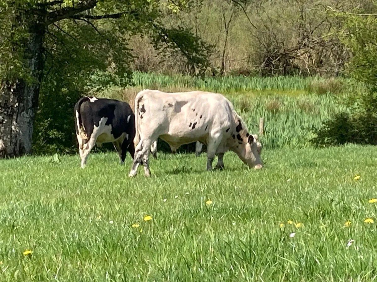 PBR Bulls - Image 4
