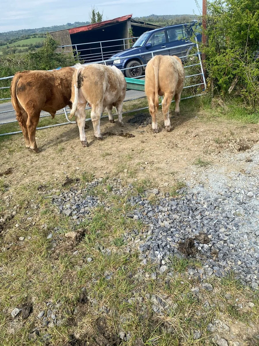 3 Super Bull Weanlings Carrigallen Mart Sat 2 May - Image 2