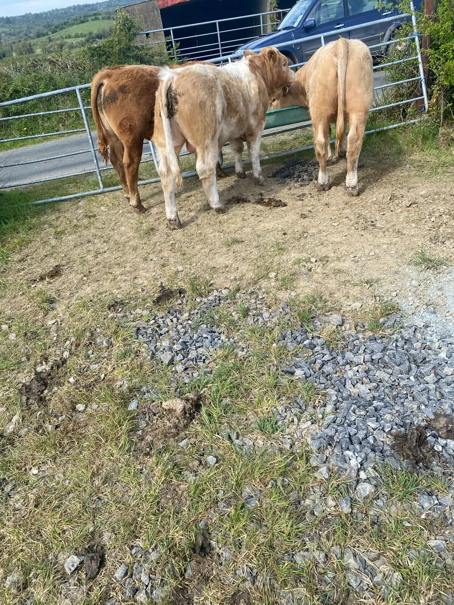 3 Super Bull Weanlings Carrigallen Mart Sat 2 May - Image 3