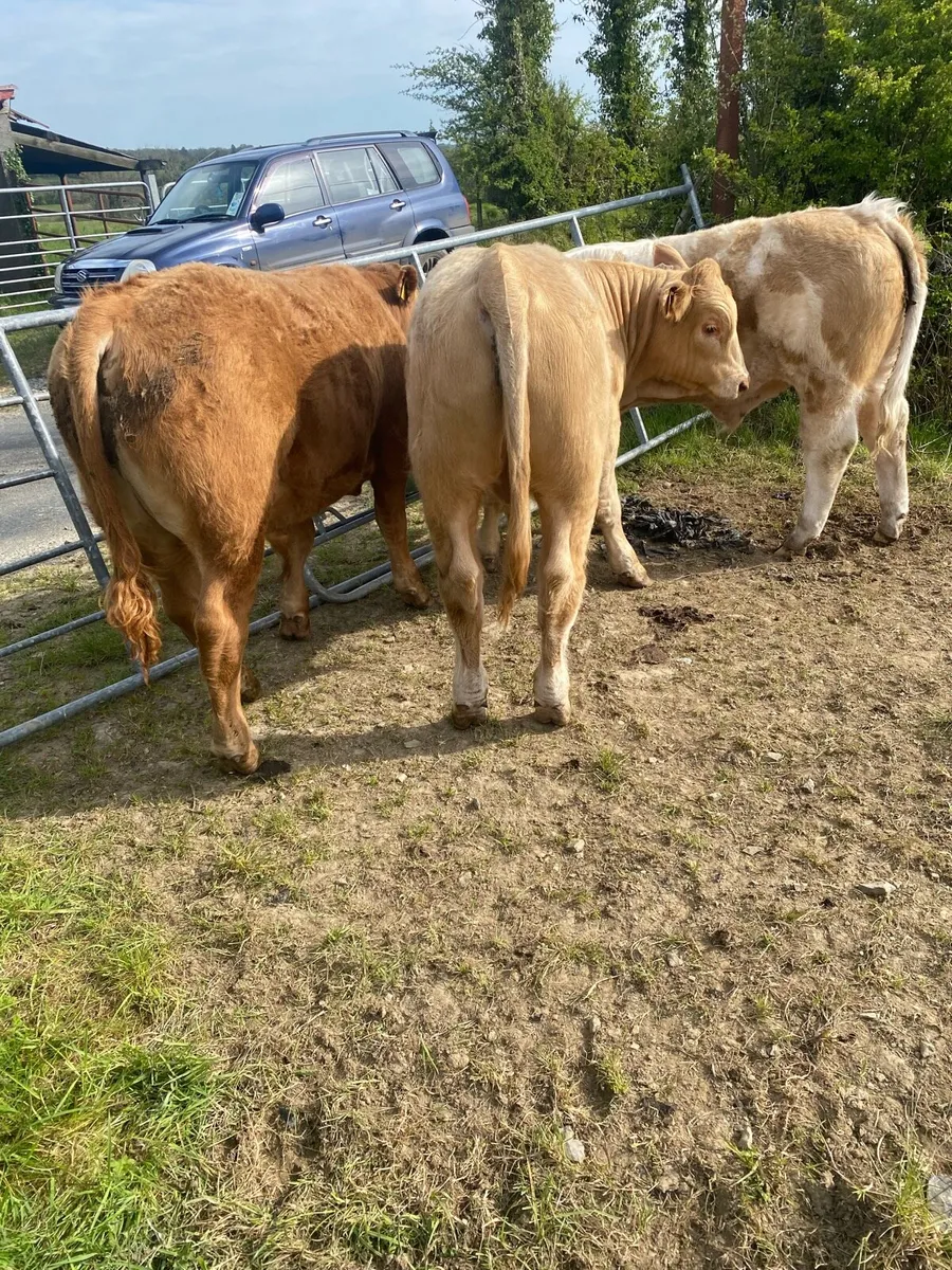 3 Super Bull Weanlings Carrigallen Mart Sat 2 May - Image 1