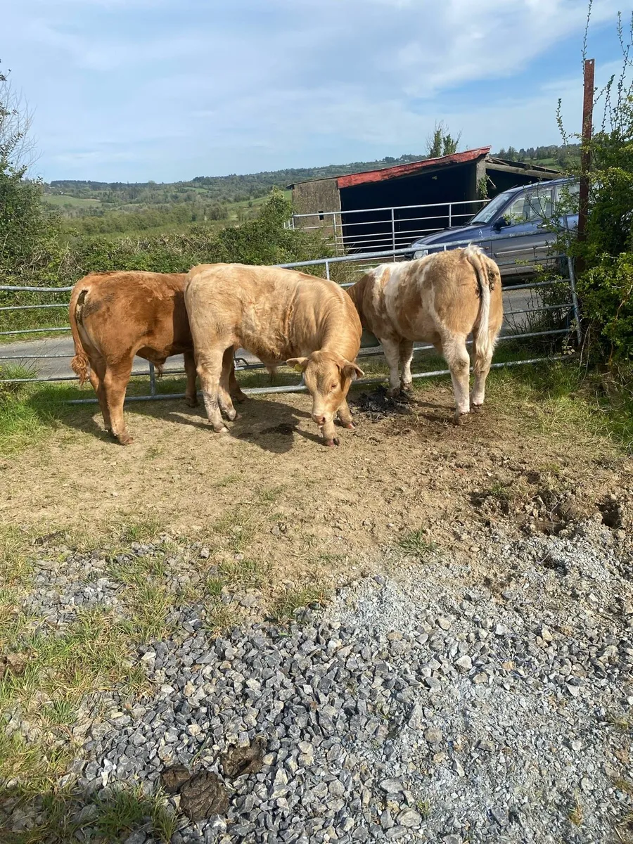 3 Super Bull Weanlings Carrigallen Mart Sat 2 May - Image 4