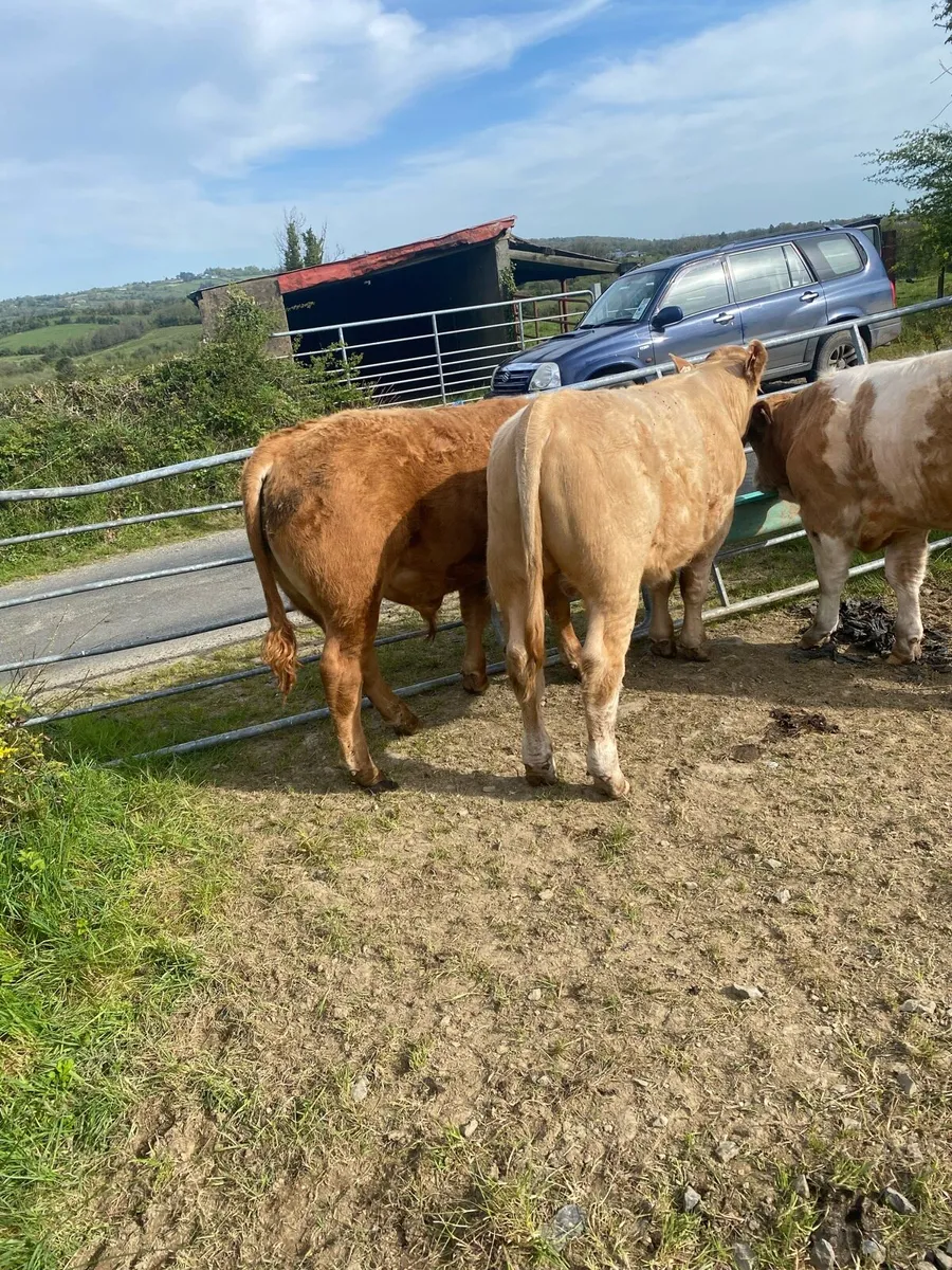 3 Super Bull Weanlings Carrigallen Mart Sat 2 May - Image 1