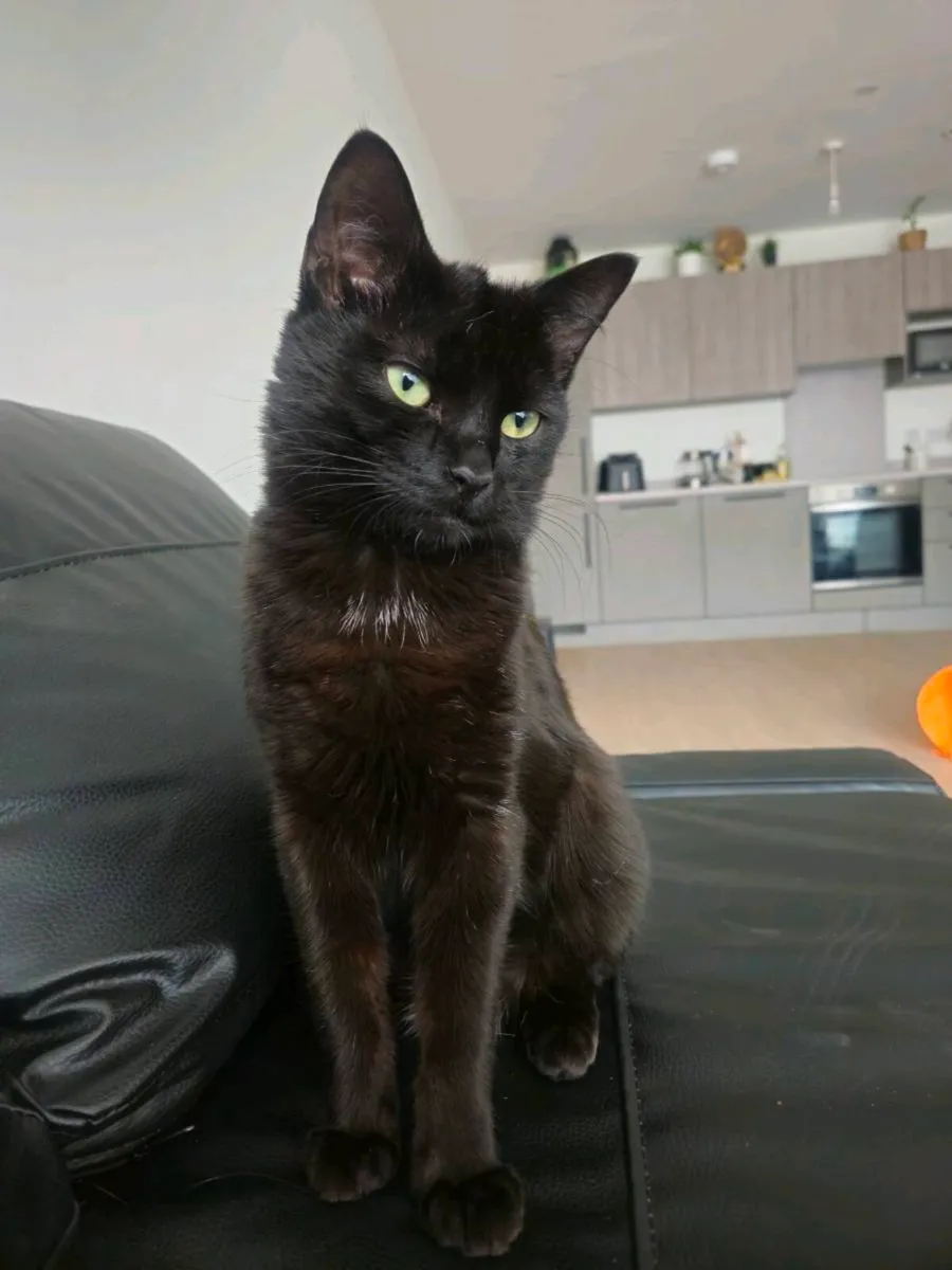 Free Cat