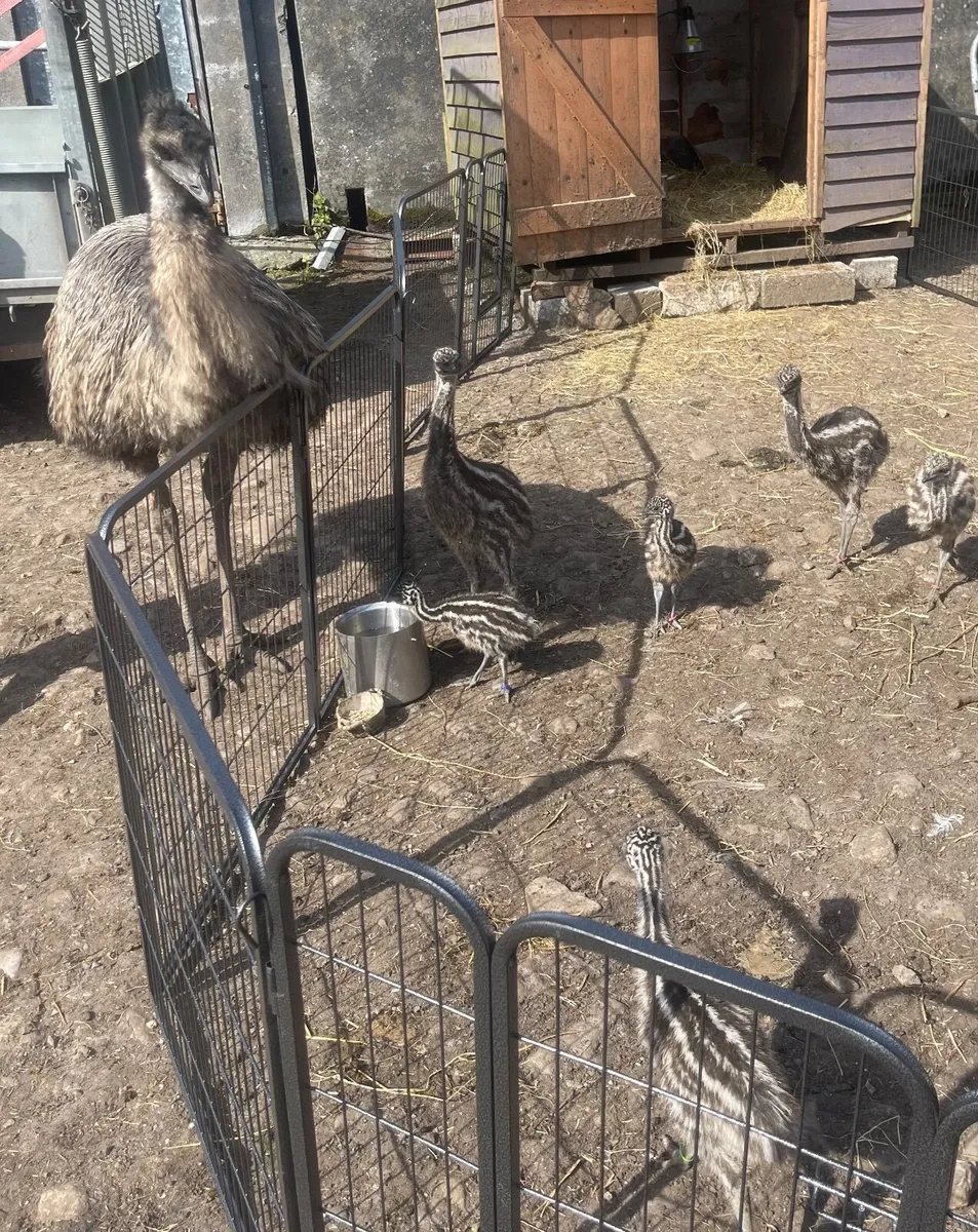 Emu Chicks - Image 1