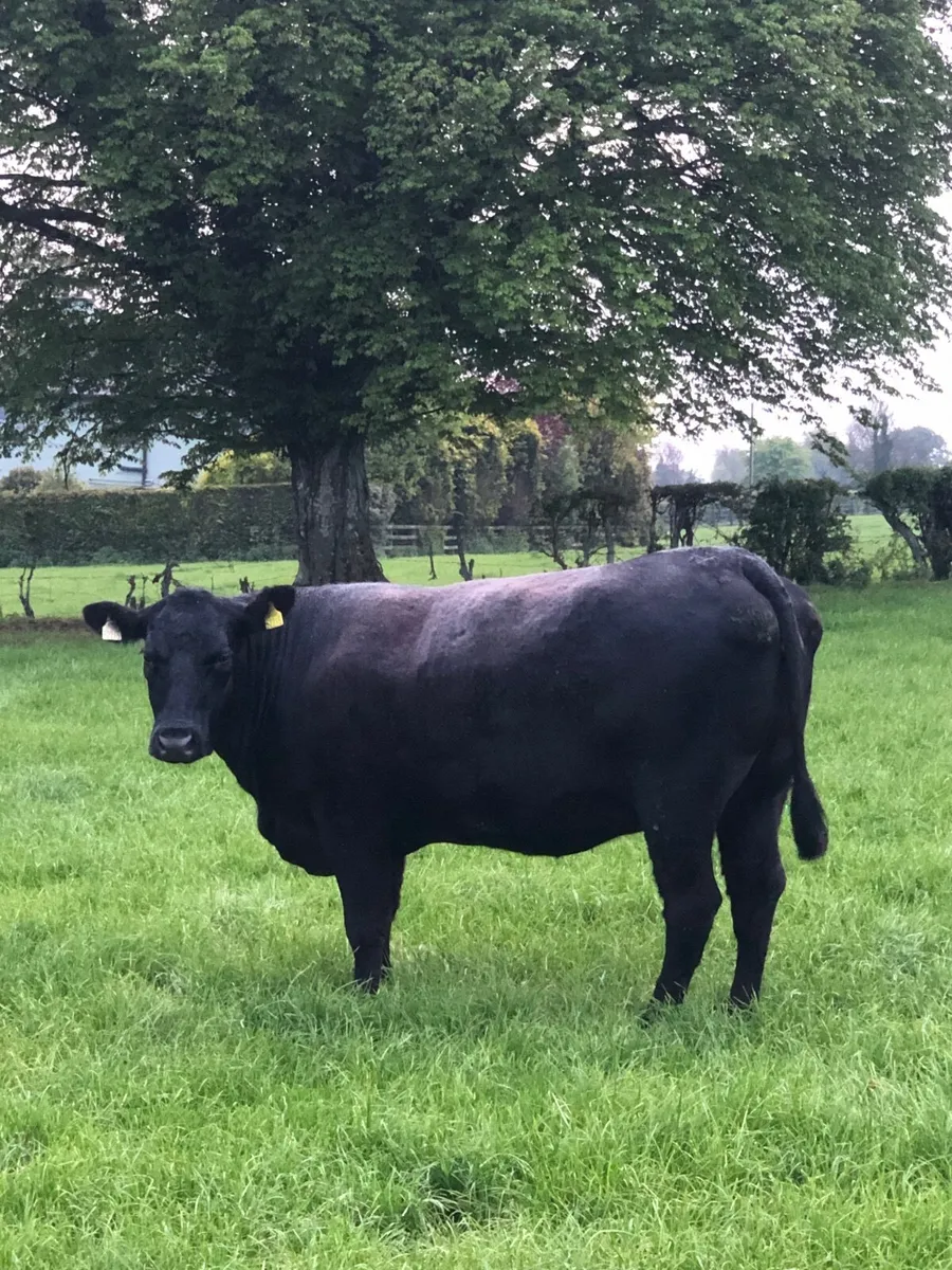 Pedigree registered Angus cow - Image 1
