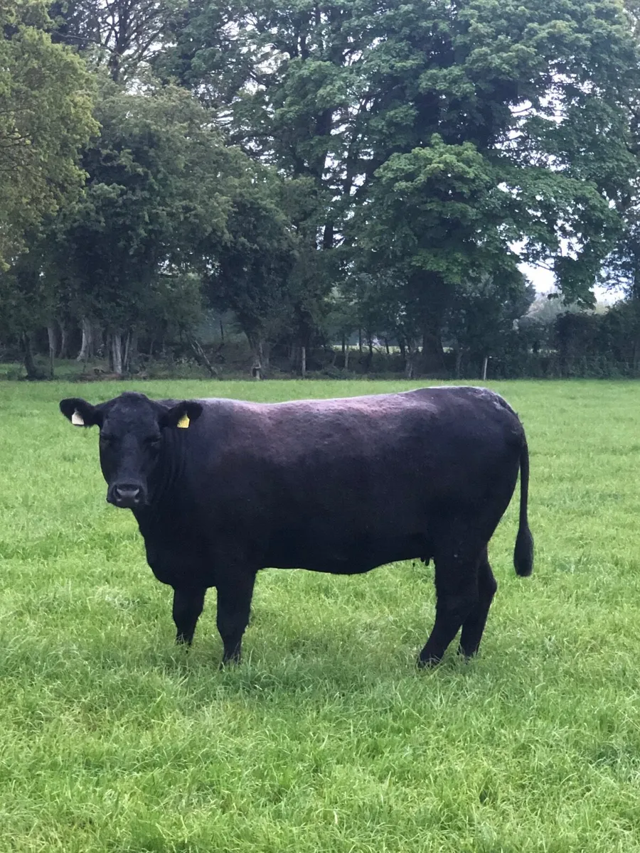 Pedigree registered Angus cow - Image 2
