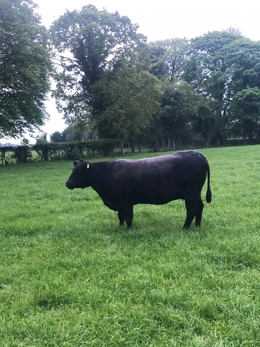 Pedigree registered Angus cow - Image 3
