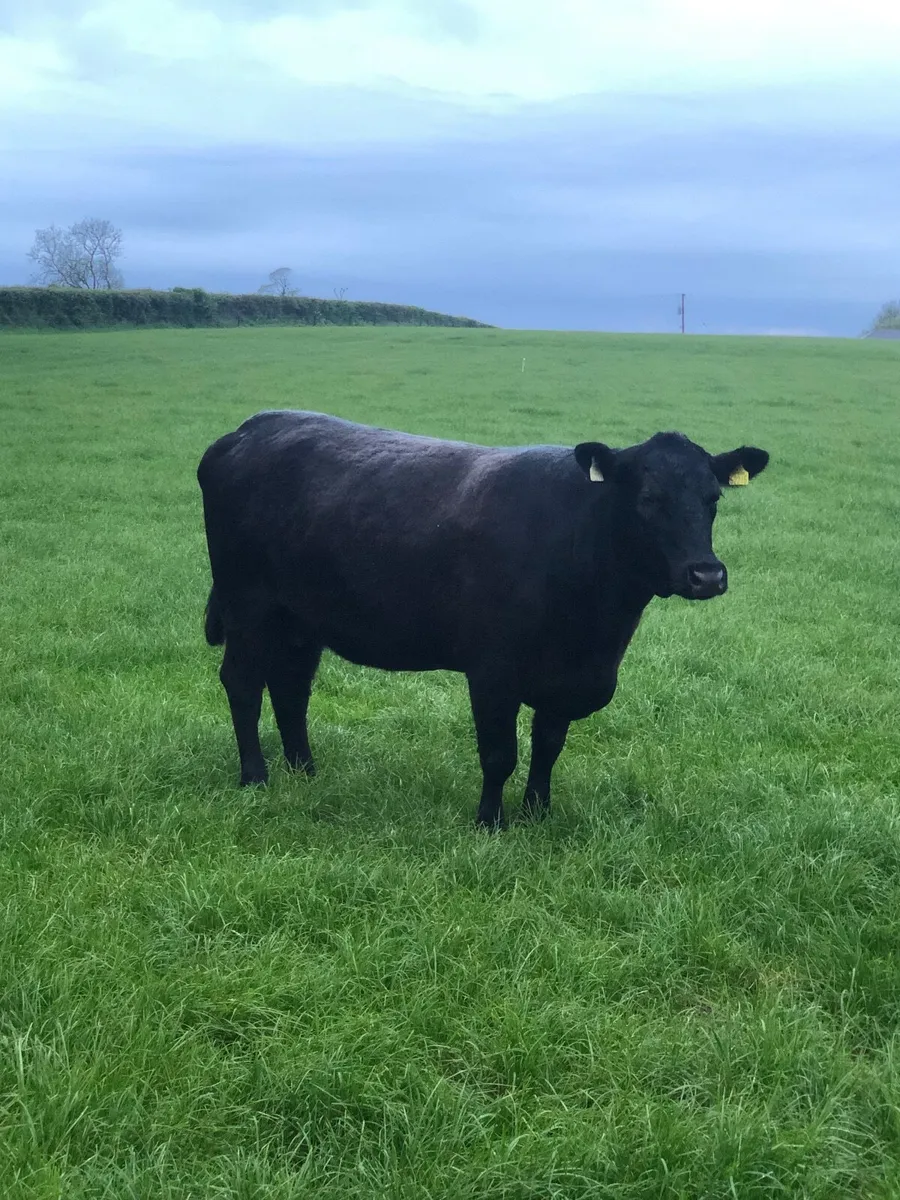 Pedigree registered Angus cow - Image 4