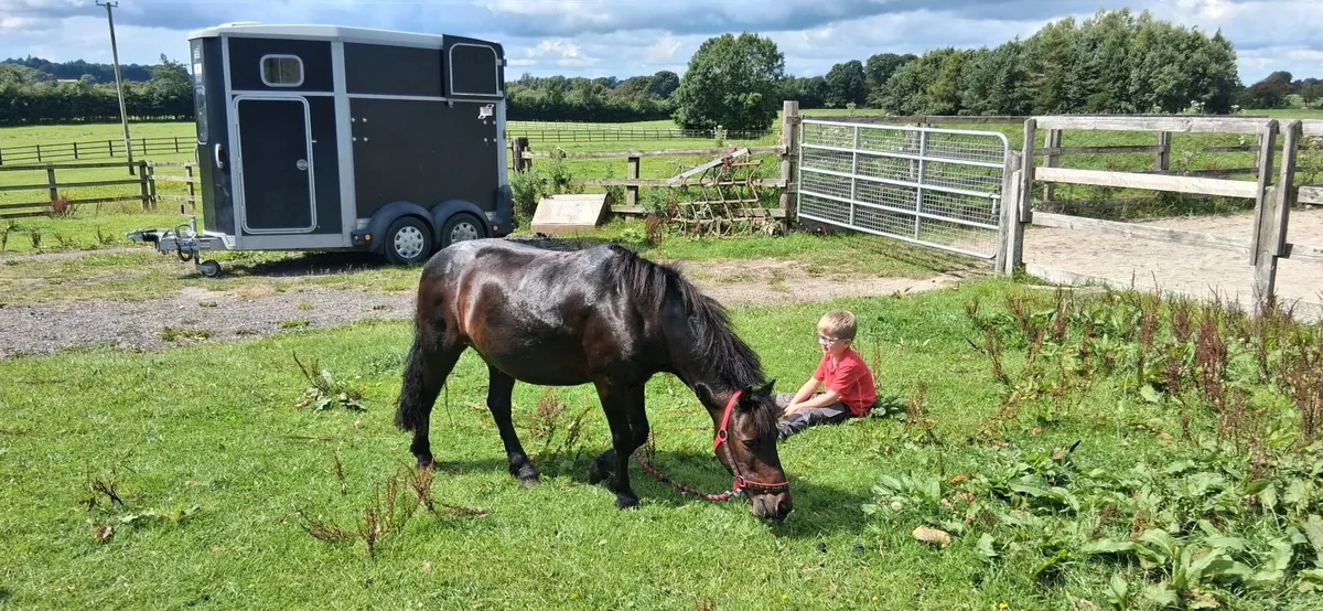 Child's pony - Image 4