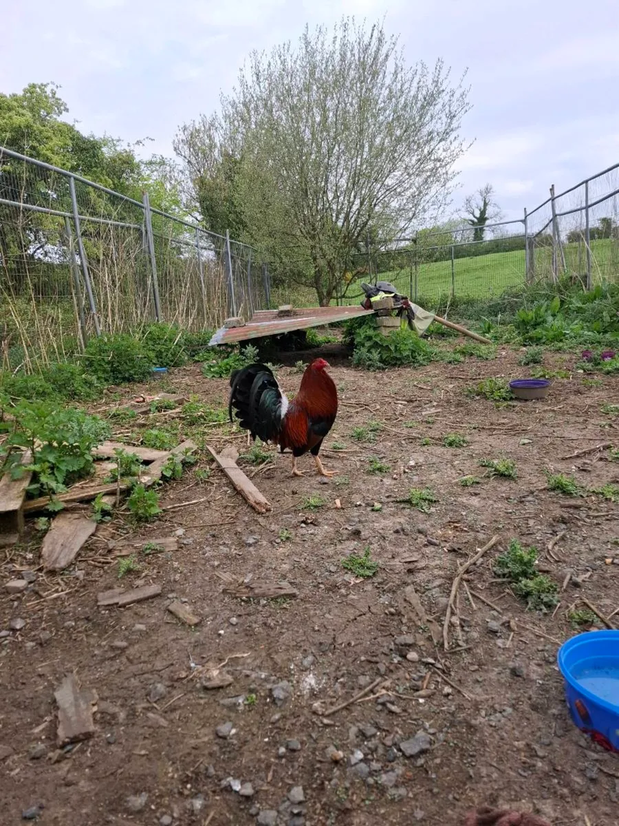 Game rooster - Image 4