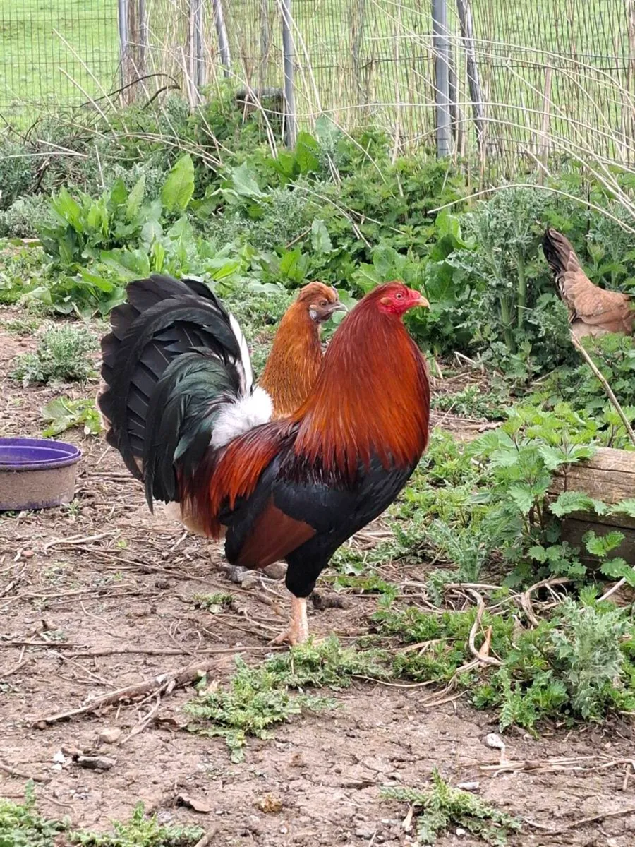 Game rooster - Image 1