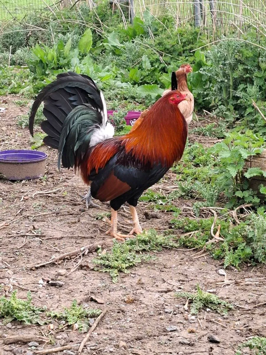 Game rooster - Image 2