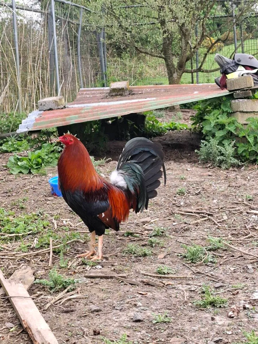 Game rooster - Image 3