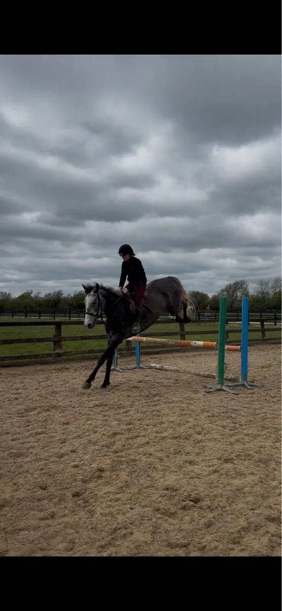 16hh allrounder type filly - Image 4