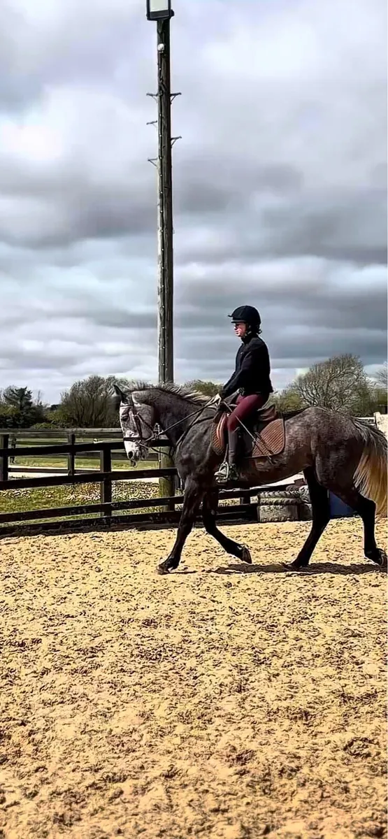 16hh allrounder type filly - Image 1