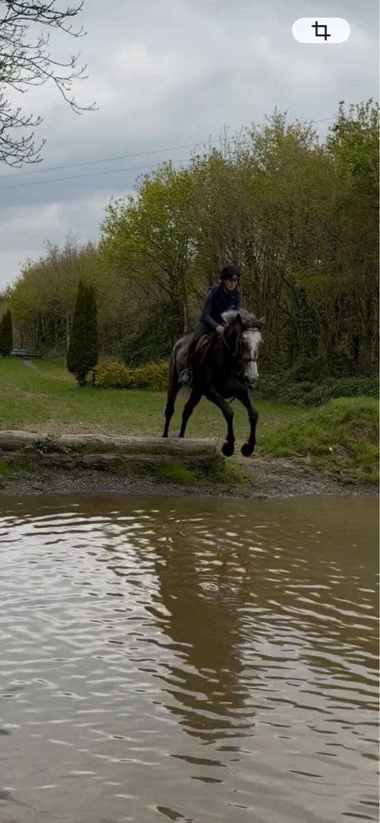 16hh allrounder type filly - Image 2