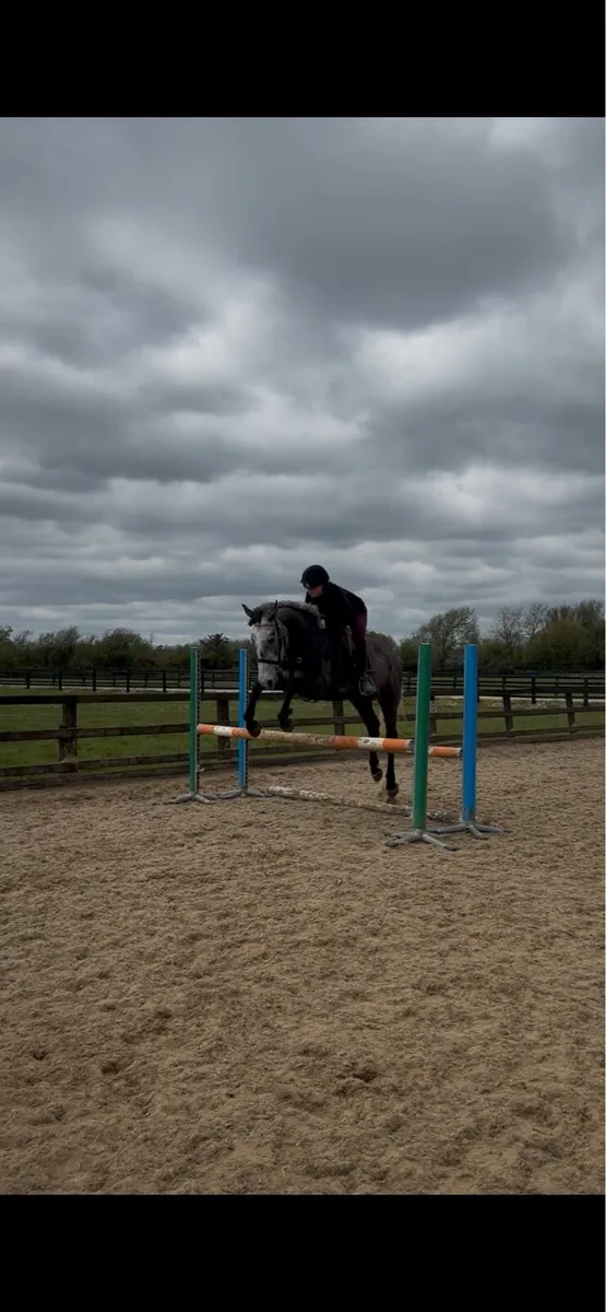 16hh allrounder type filly - Image 3