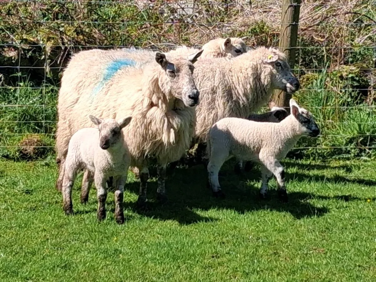 Ewes and lambs - Image 2