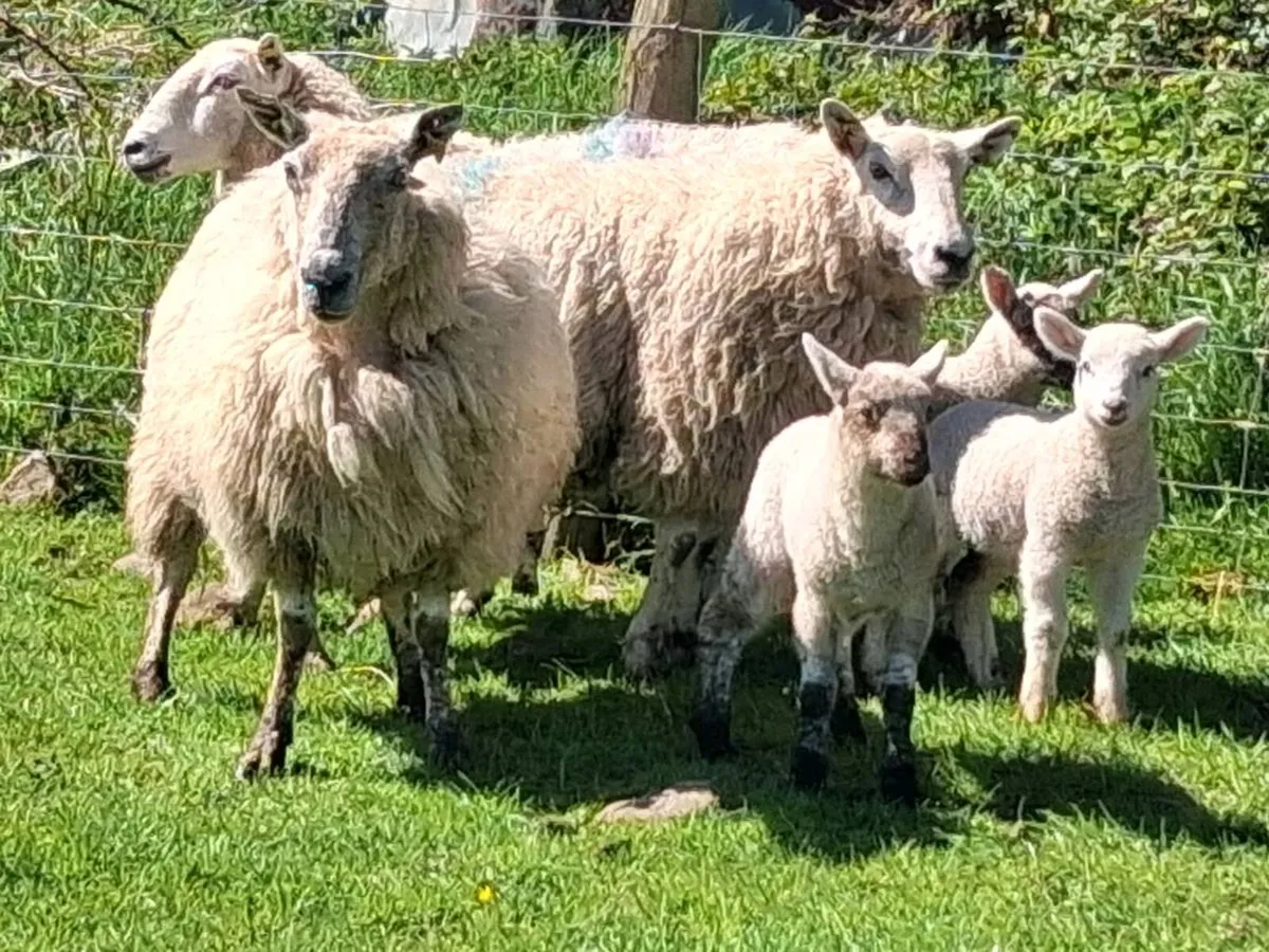Ewes and lambs - Image 3
