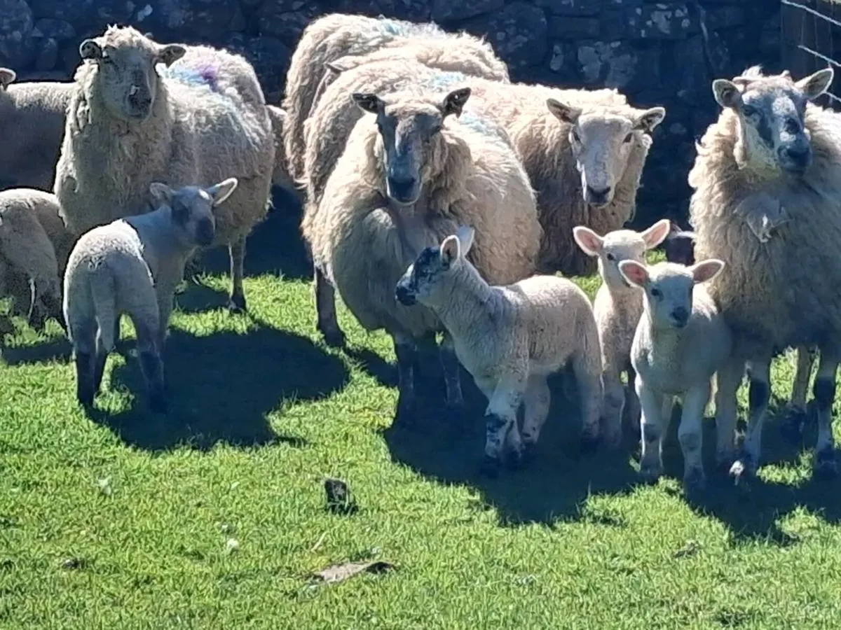 Ewes and lambs - Image 4