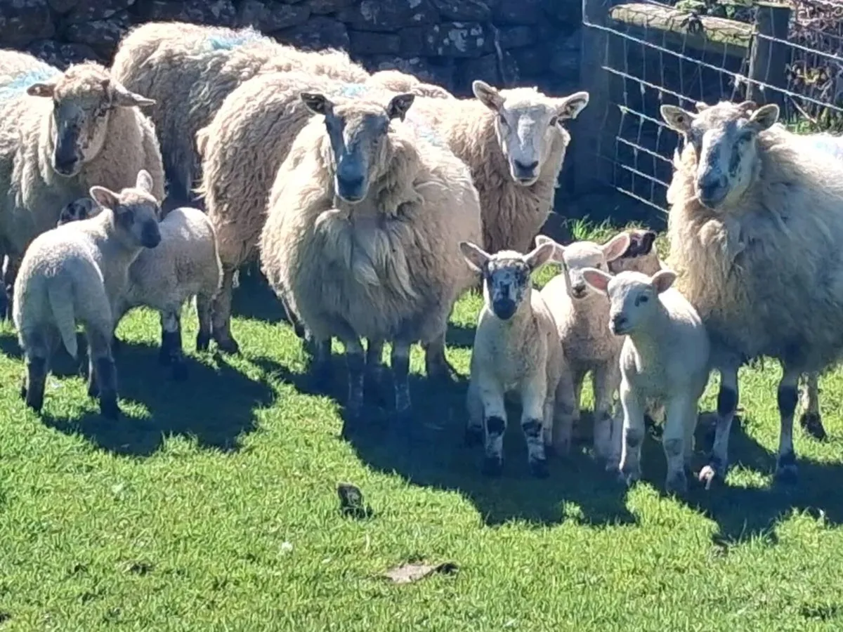 Ewes and lambs - Image 1
