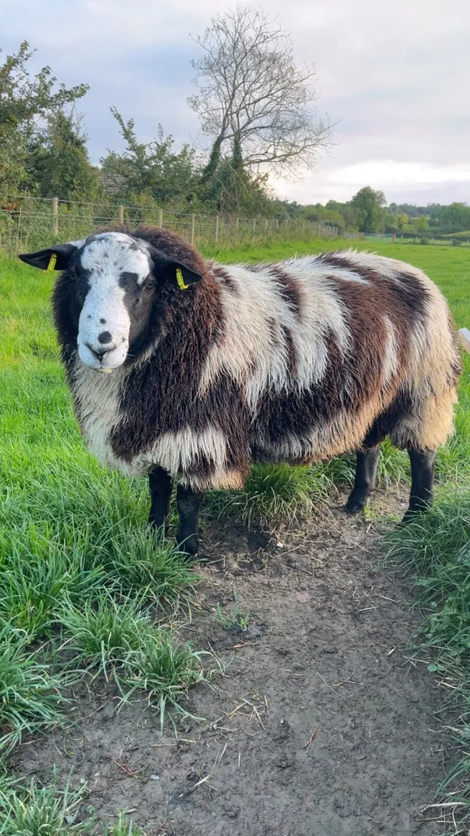 Sheep - Image 1