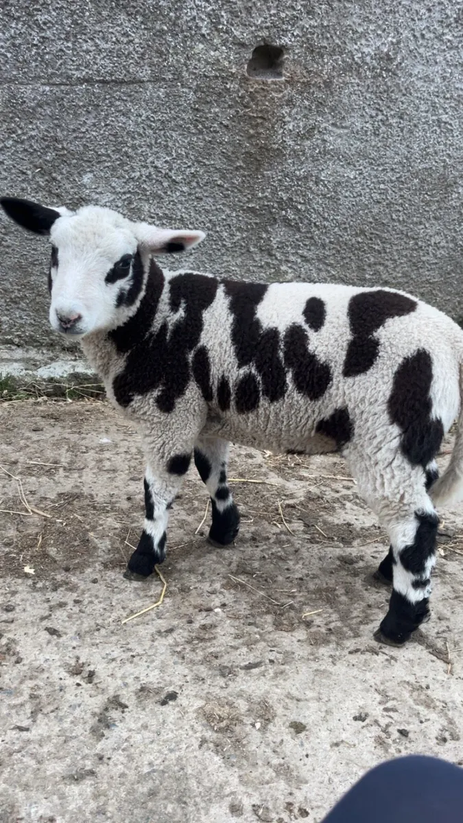 Sheep - Image 2