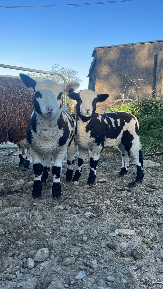 Sheep - Image 3