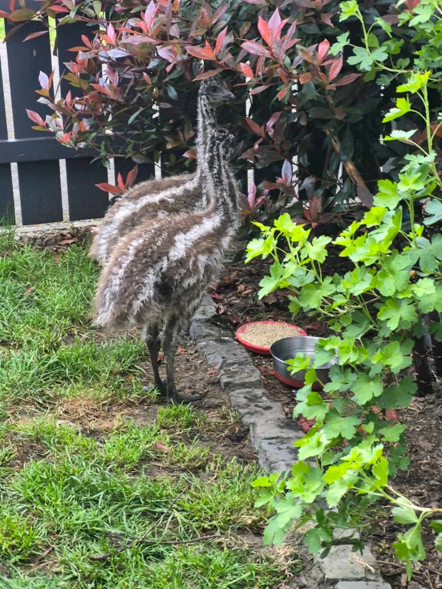 Emu - Image 1