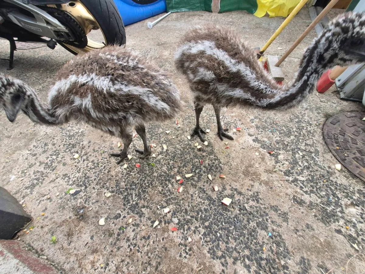 Emu - Image 2