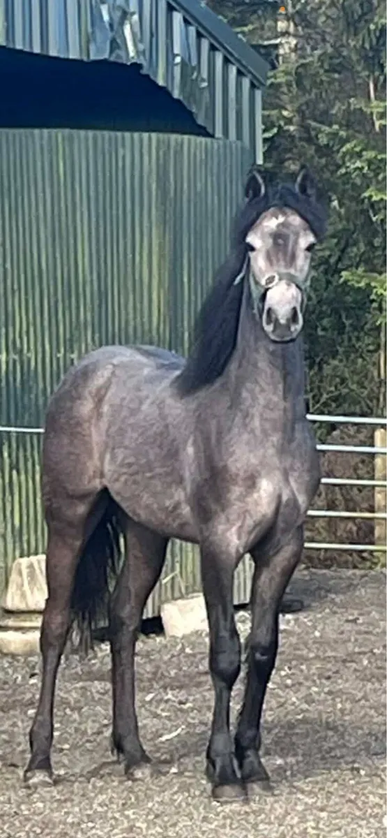 Pony - Image 1