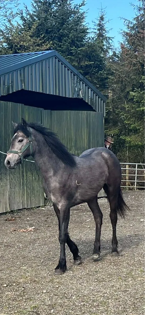 Pony - Image 2