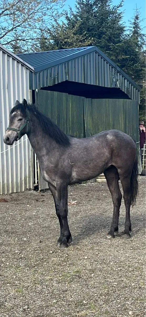 Pony - Image 3