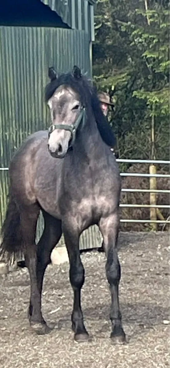 Pony - Image 4