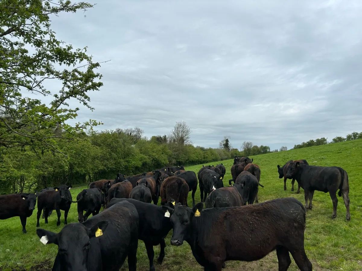 41 super quality Angus heifers - Image 2
