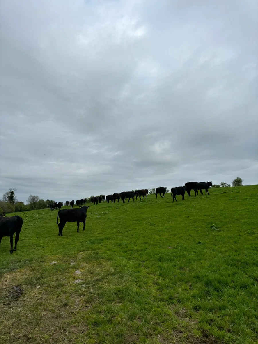41 super quality Angus heifers - Image 3