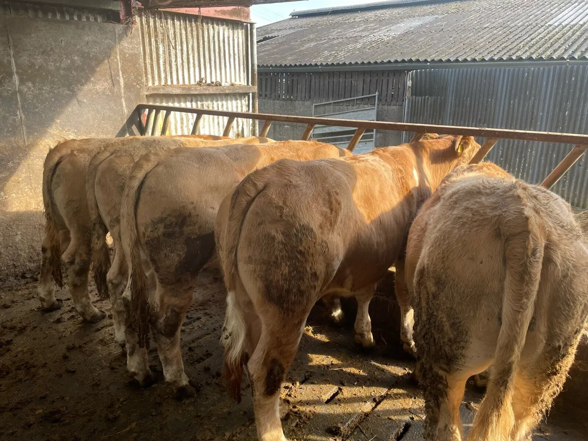 Charolais store bullocks - Image 2