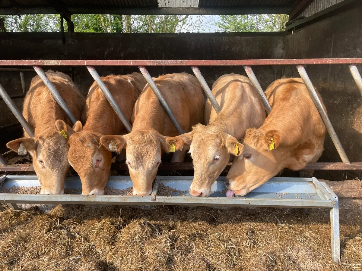 Charolais store bullocks - Image 3