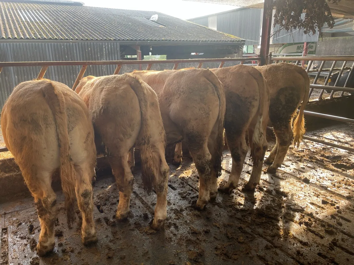 Charolais store bullocks - Image 4