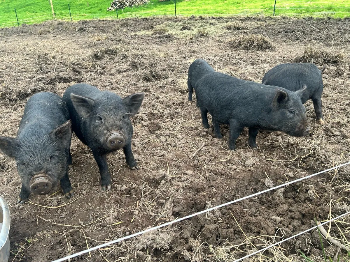 Potbelly growers x5 - Image 1