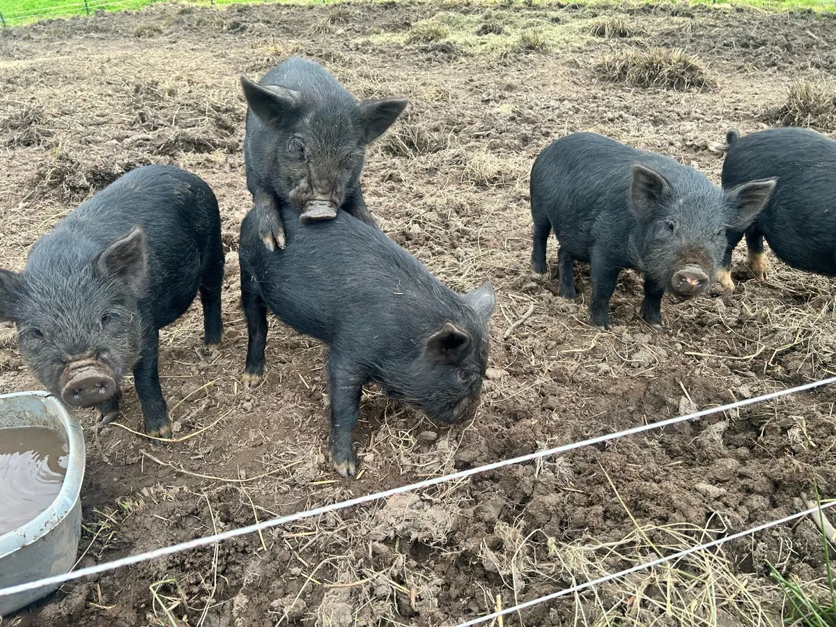 Potbelly growers x5 - Image 2