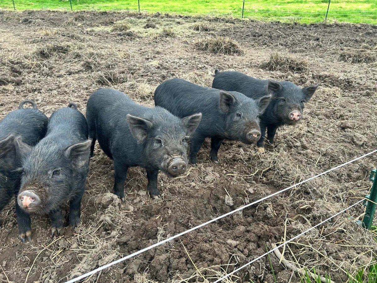 Potbelly growers x5 - Image 3