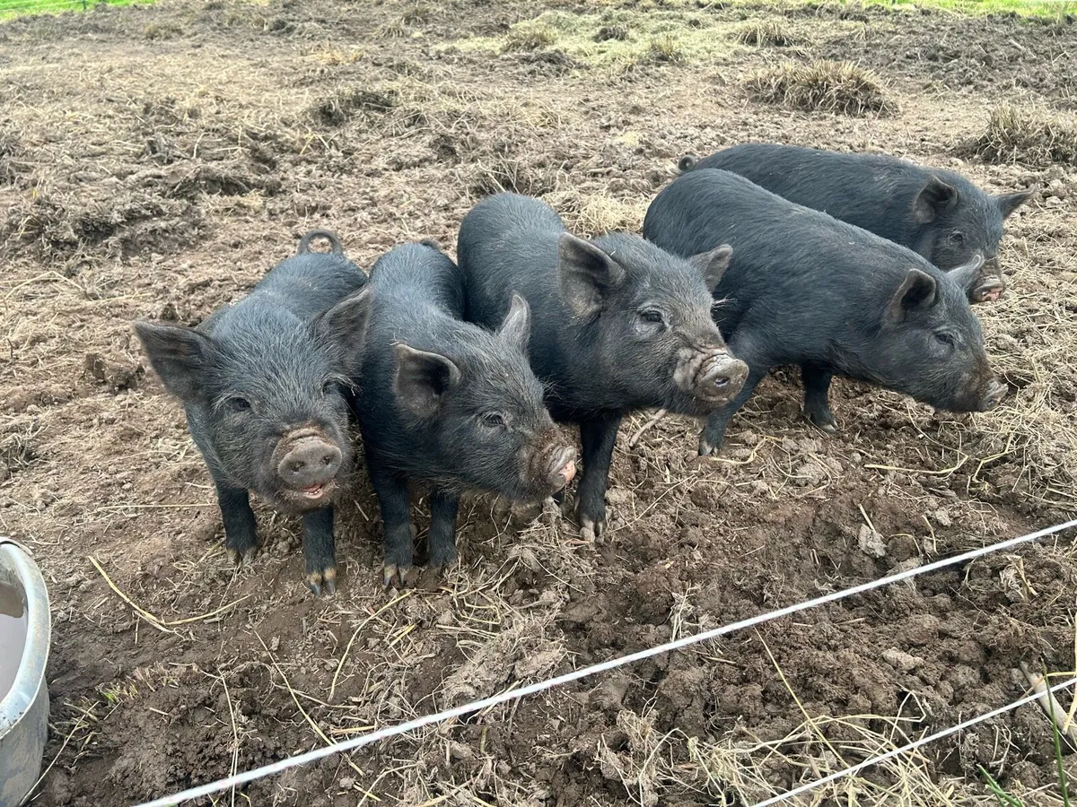 Potbelly growers x5 - Image 4