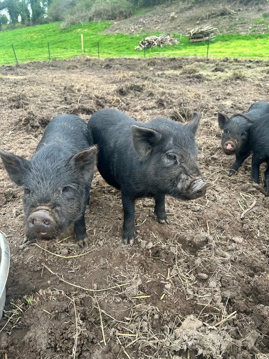 Small breed potbelly   x5 ….(2 reserved ) - Image 4