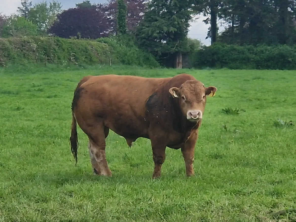 PBR Limousin Bulls - Image 1