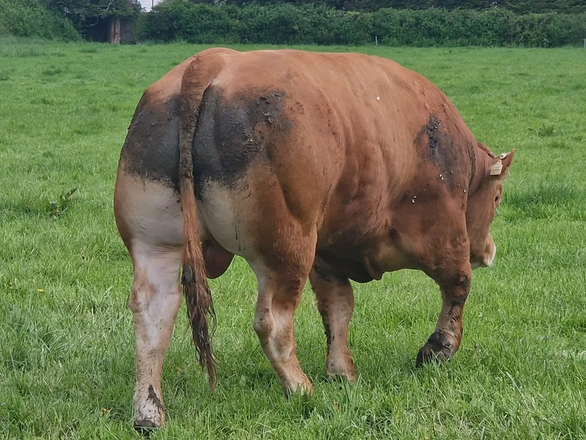 PBR Limousin Bulls - Image 4