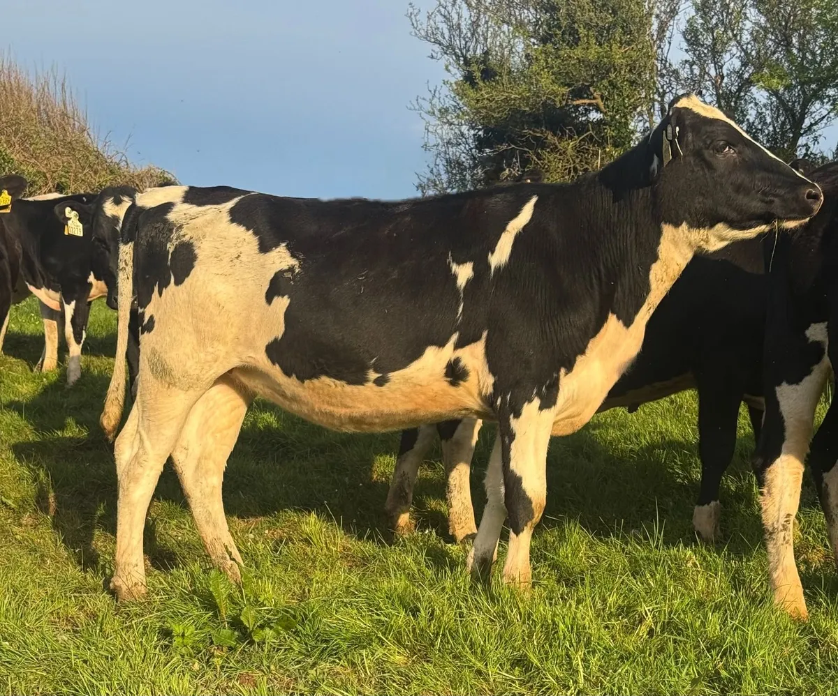 12 Maiden Heifers - Dairy - Image 1